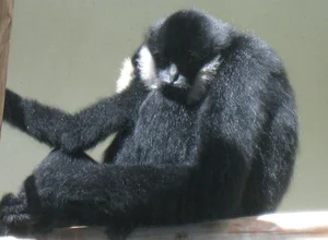 Fascinating Facts About Vietnam’s Rare Jet-Black Langur - image 5