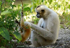 Fascinating Facts About Vietnam’s Rare Jet-Black Langur - image 6