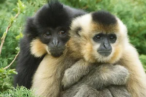 Fascinating Facts About Vietnam’s Rare Jet-Black Langur - image 2