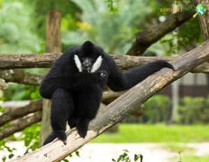 Fascinating Facts About Vietnam’s Rare Jet-Black Langur - image 7