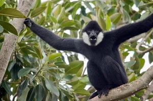 Fascinating Facts About Vietnam’s Rare Jet-Black Langur - image 0