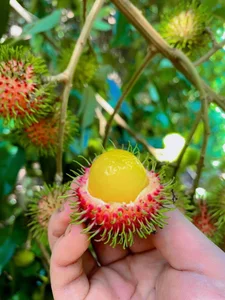 Exotic Yellow Rambutan: The Rare Tropical Fruit Captivating Food Lovers - image 7