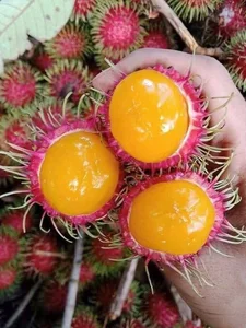 Exotic Yellow Rambutan: The Rare Tropical Fruit Captivating Food Lovers - image 5