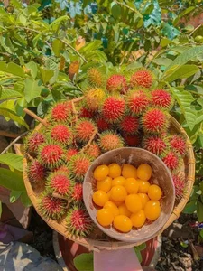 Exotic Yellow Rambutan: The Rare Tropical Fruit Captivating Food Lovers - image 0