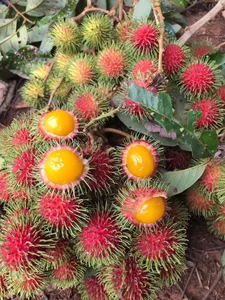Exotic Yellow Rambutan: The Rare Tropical Fruit Captivating Food Lovers - image 9