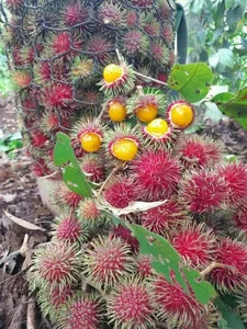 Exotic Yellow Rambutan: The Rare Tropical Fruit Captivating Food Lovers - image 3
