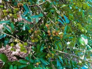 Exotic Yellow Rambutan: The Rare Tropical Fruit Captivating Food Lovers - image 8