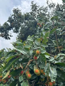 Exotic Yellow Rambutan: The Rare Tropical Fruit Captivating Food Lovers - image 1