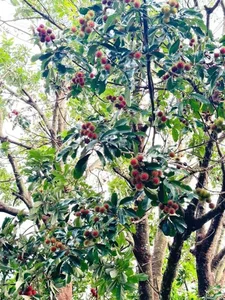 Exotic Yellow Rambutan: The Rare Tropical Fruit Captivating Food Lovers - image 6