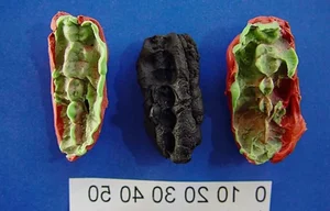 The 10,000-Year-Old Mystery of a Teenage Girl and Her Ancient Chewing Gum Discovered by Archaeologists - image 2