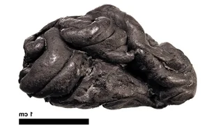 The 10,000-Year-Old Mystery of a Teenage Girl and Her Ancient Chewing Gum Discovered by Archaeologists - image 0