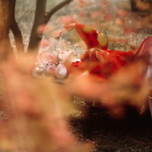 Stunning Fashion Photography: YiTuYu Art Language Vol.4189 Su Su - image 51