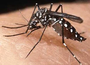 The Deadliest Animals: Which Creatures Pose the Greatest Threat to Humans? - image 5