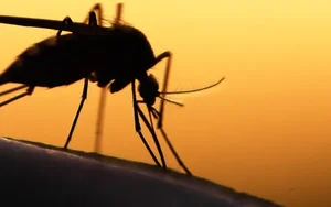 The Deadliest Animals: Which Creatures Pose the Greatest Threat to Humans? - image 1