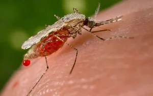 The Deadliest Animals: Which Creatures Pose the Greatest Threat to Humans? - image 0