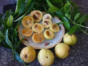 How Wild Forest Fruits Are Turning Into a Lucrative Source of Income - image 5