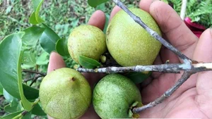 How Wild Forest Fruits Are Turning Into a Lucrative Source of Income - image 0