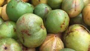 How Wild Forest Fruits Are Turning Into a Lucrative Source of Income - image 4