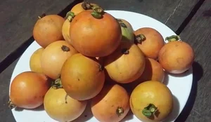 How Wild Forest Fruits Are Turning Into a Lucrative Source of Income - image 3