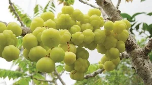 From Wild to Wealth: The Surprising Market Boom of Wild Fruits for Tet - image 8