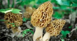 The World’s Most Expensive Mountain Mushrooms: Nature's Hidden Culinary Gold - image 6