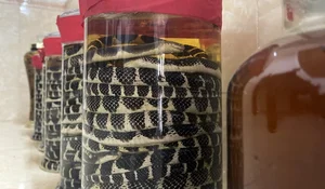How a Poor Rural Village Struck Gold Breeding Hissing Snakes for Wealth - image 10