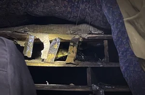 How a Poor Rural Village Struck Gold Breeding Hissing Snakes for Wealth - image 7