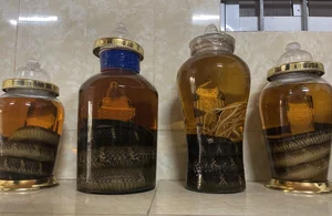 How a Poor Rural Village Struck Gold Breeding Hissing Snakes for Wealth - image 11