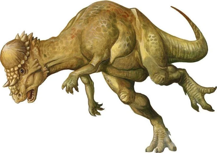 The Mysterious 'Stubborn' Dinosaur: A 25cm Thick Skull Revealed