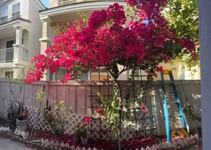 Inside the US Home of the Late Legendary Singer Phi Nhung Today - image 7