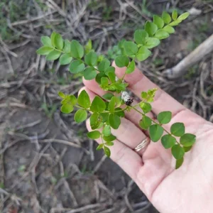 Why Common Wild Plants and Roadside Weeds Are Selling for Premium Prices - image 0