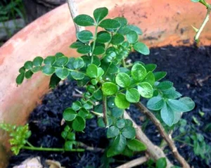 Why Common Wild Plants and Roadside Weeds Are Selling for Premium Prices - image 3