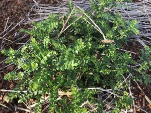 Why Common Wild Plants and Roadside Weeds Are Selling for Premium Prices - image 7
