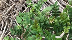 Why Common Wild Plants and Roadside Weeds Are Selling for Premium Prices - image 2