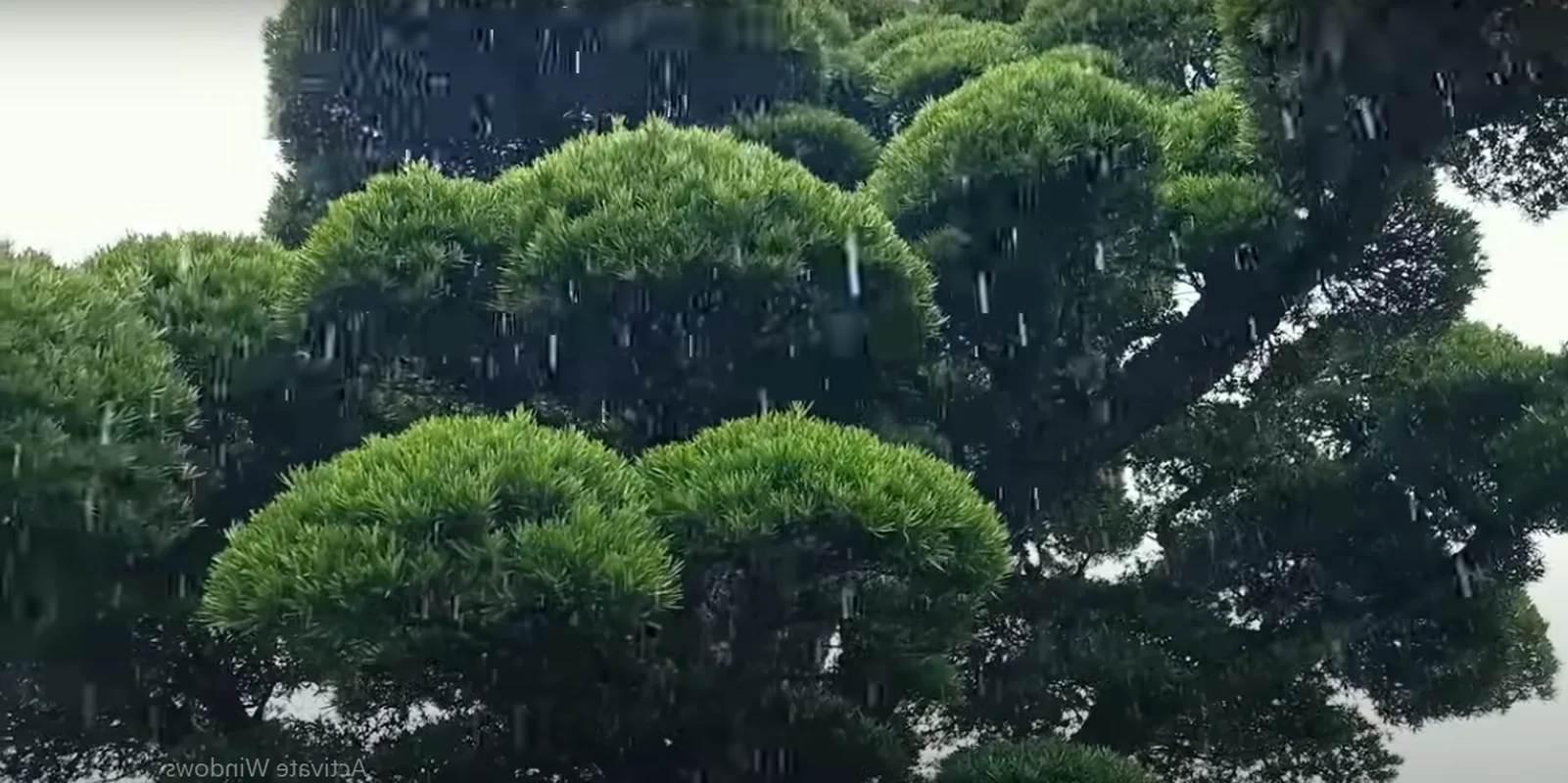 Exploring Japan's Most Beautiful 600-Year-Old Bonsai Tree