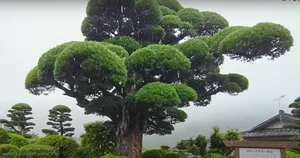 Exploring Japan's Most Beautiful 600-Year-Old Bonsai Tree - image 6