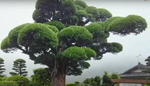 Exploring Japan's Most Beautiful 600-Year-Old Bonsai Tree - image 7