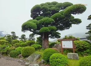 Exploring Japan's Most Beautiful 600-Year-Old Bonsai Tree - image 4