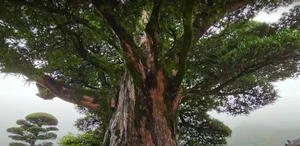 Exploring Japan's Most Beautiful 600-Year-Old Bonsai Tree - image 8