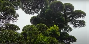 Exploring Japan's Most Beautiful 600-Year-Old Bonsai Tree - image 2