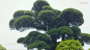 Exploring Japan's Most Beautiful 600-Year-Old Bonsai Tree - image 5