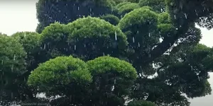 Exploring Japan's Most Beautiful 600-Year-Old Bonsai Tree - image 0
