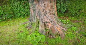 Exploring Japan's Most Beautiful 600-Year-Old Bonsai Tree - image 1