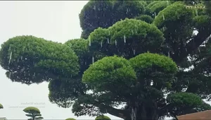 Exploring Japan's Most Beautiful 600-Year-Old Bonsai Tree - image 3
