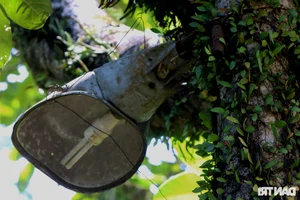 Mysterious Artifacts Discovered Inside the Hidden Forest Villa of Central Vietnam’s Lord - image 4