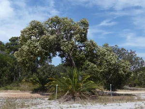 Fascinating Gold-Absorbing Plants Discovered Growing Abundantly in Vietnam - image 1