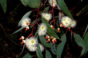 Fascinating Gold-Absorbing Plants Discovered Growing Abundantly in Vietnam - image 6