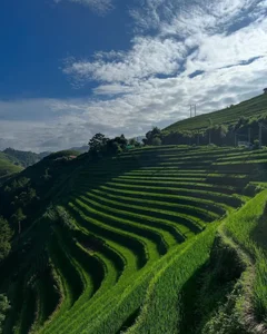 Mu Cang Chai Golden Season: A Guide to Choosing the Best Value Tours - image 8