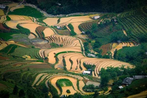Mu Cang Chai Golden Season: A Guide to Choosing the Best Value Tours - image 7
