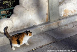The Imperial Cats: Guardian Spirits of China’s Forbidden City - image 3